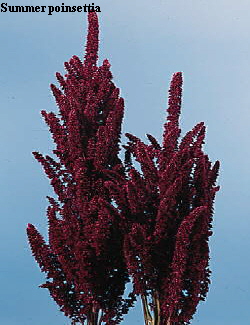 Botanical Flower Name Amaranthus hypochondriacus