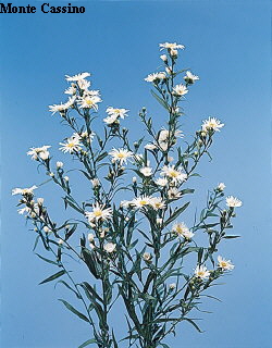 Common Flower Name Monte Cassino
