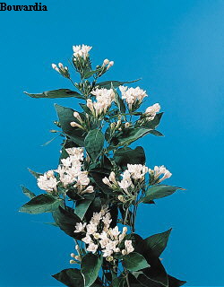 Common Flower Name Bouvardia