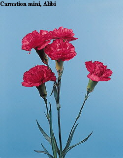 Common Flower Name Carnation mini - Alibi