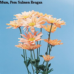 Common Flower Name Salmon Reagan