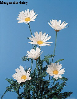 Common Flower Name Marguerite daisy