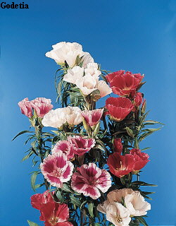 Botanical Flower Name Clarkia amoena