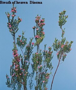 Botanical Flower Name Coleonema pulchrum