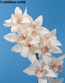 Botanical Flower Name Cymbidiun hybrid