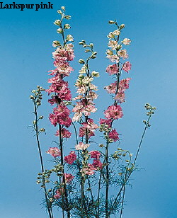 Common Flower Name Larkspur pink