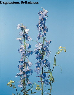 Botanical Flower Name Delphinium hybrid