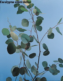 Common Flower Name Eucalyptus silver dollar