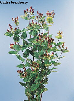 Botanical Flower Name Hypericum