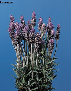 Common Flower Name Lavender