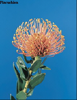 Botanical Flower Name Leucospermum nutans