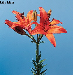 Botanical Flower Name Lilium asiatic hybrid