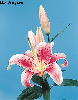 Common Flower Name Lily Stargazer