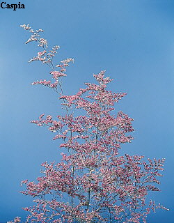 Botanical Flower Name Limonium ferulaceum