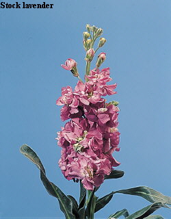 Common Flower Name Stock lavender