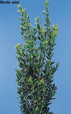 Botanical Flower Name Myrtus communis