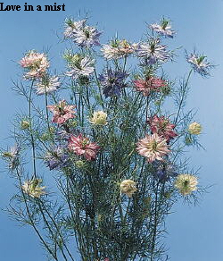 Common Flower Name Love in a mist