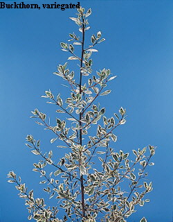 Common Flower Name Buckthorn variegated