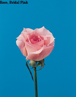 Common Flower Name Rose Bridal Pink