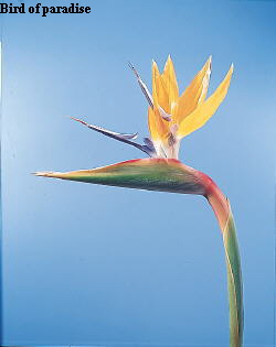 Common Flower Name Bird of paradise