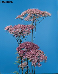Botanical Flower Name Trachelium caeruleum