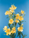 Common Flower Name Peruvian lily