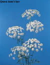 Botanical Flower Name Queen Anne's lace