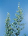 Botanical Flower Name Asparagus densiflorus Sprengeri