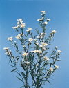 Botanical Flower Name Aster ericoides