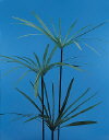 Botanical Flower Name Cyperus papyrus