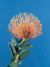 Botanical Flower Name Pincushion