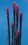Botanical Flower Name Liatris callilepis