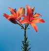 Botanical Flower Name Lilium asiatic hybrid