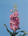 Botanical Flower Name Matthiola incana