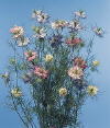 Botanical Flower Name Nigella damascena