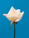 Botanical Flower Name Rose Bridal White