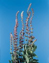 Botanical Flower Name Salvia x superba