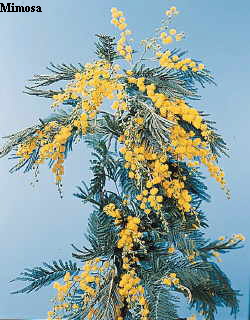 Botanical Flower Name Acacia dealbata