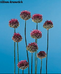 Common Flower Name Allium 'drumstick'