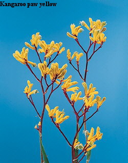 Common Flower Name Kangaroo paw yellow