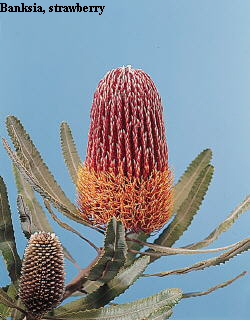 Botanical Flower Name Banksia menziesii