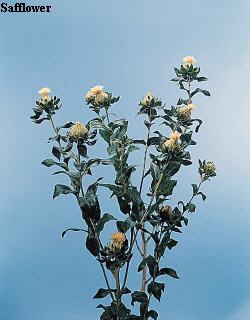 Common Flower Name Safflower