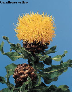 Common Flower Name Bighead knapweed