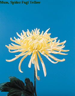 Botanical Flower Name Dendranthemum