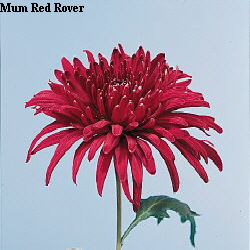 Common Flower Name Red Rover