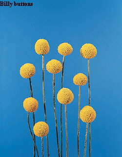 Common Flower Name Billy buttons