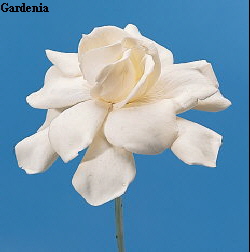 Botanical Flower Name Gardenia jasminoides