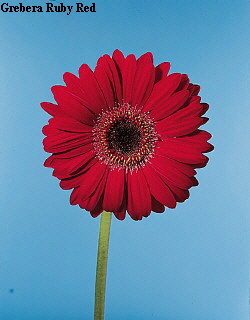 Common Flower Name Gerbera Ruby Red