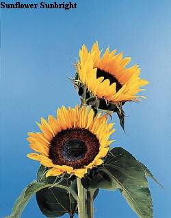 Common Flower Name Sunflower Sunbright