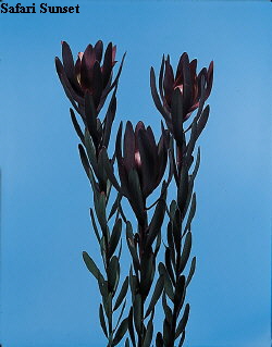Botanical Flower Name Leucadendron hybrid